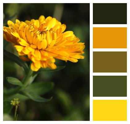 Blossom Medicinal Plant Marigold Image